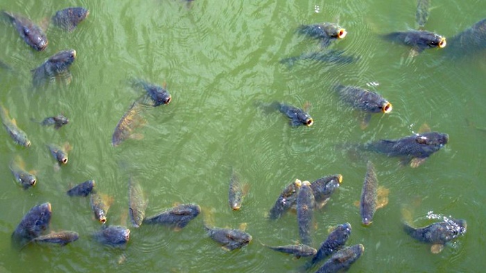 L’Australie veut éradiquer les carpes avec le virus de l`herpès
